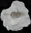 Large Flexicalymene Trilobite - Ohio #20986-1